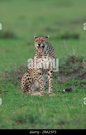 Sembra che il ghepardo stia trovando qualcosa di divertente. MASAI MARA, KENYA: QUESTO SIMPATICO ghepardo che sembra ridere di uno scherzo era in realtà piacevole Foto Stock