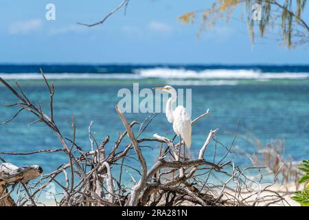 Egret della barriera corallina orientale (Egretta sacra) arroccato sul ramo dell'albero morto, Lady Elliot Island, grande Barriera Corallina, Queensland, Australia Foto Stock