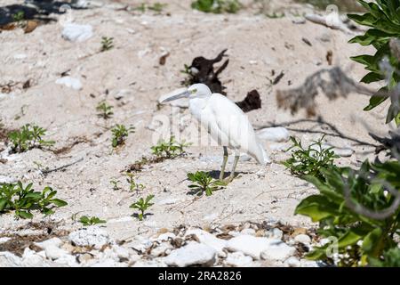 Egret della barriera corallina orientale (Egretta sacra) in piedi sulla spiaggia, Lady Elliot Island, grande Barriera Corallina, Queensland, Australia Foto Stock