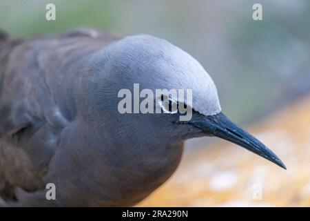 Ritratto ravvicinato di Common Noddy (Anous stolidus), Lady Elliot Island Queensland Australia Foto Stock