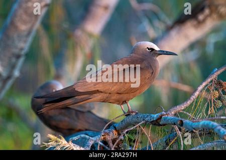 Vista laterale di Common Noddy (Anous Stolidus) Lady Elliot Island, Queensland Australia Foto Stock