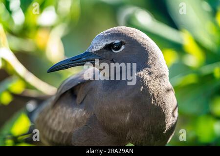 Ritratto ravvicinato di Common Noddy (Anous stolidus), Lady Elliot Island Queensland Australia Foto Stock