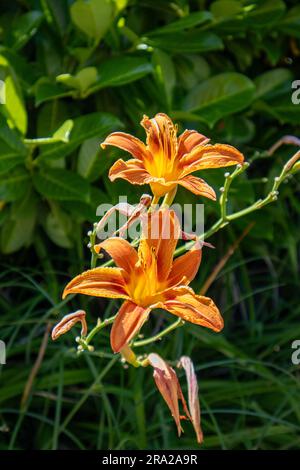 Fossa accanto alla strada Foto Stock