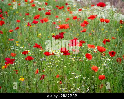 Poppies and mixed flowers in a meadow Foto Stock