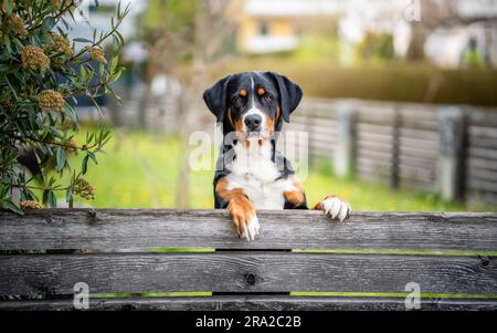 Un primo piano di un adorabile Mountain Dog svizzero seduto su una panchina di legno con uno sfondo sfocato Foto Stock