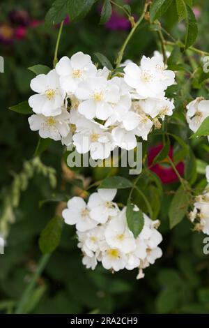 Gruppi di rose bianche estive ibride di muschio da arrampicata Rosa Darlow's Enigma nel giardino britannico di giugno Foto Stock