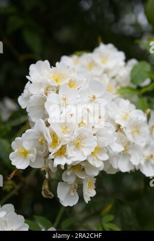 Gruppi di rose bianche estive ibride di muschio da arrampicata Rosa Darlow's Enigma nel giardino britannico di giugno Foto Stock