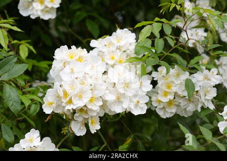 Gruppi di rose bianche estive ibride di muschio da arrampicata Rosa Darlow's Enigma nel giardino britannico di giugno Foto Stock