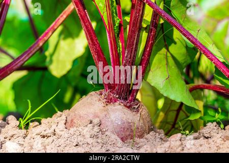 Barbabietole. Radicale nel letto. Raccolta di barbabietole in campo, giardinaggio biologico casalingo Foto Stock