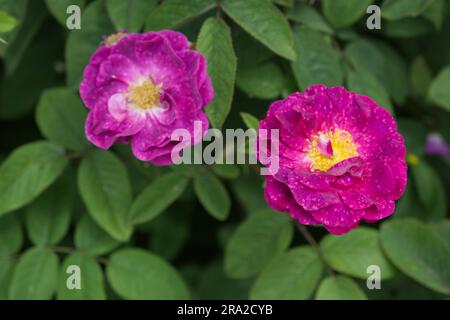 Semi rose viola doppie rosa Alain Blanchard nel giardino britannico di giugno Foto Stock