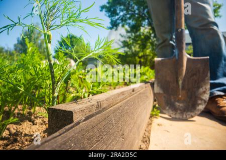 L'agricoltore si trova in giardino con una pala. Concetto di giardinaggio. Lavori agricoli nella piantagione Foto Stock