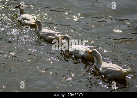 Anatre di fila in acqua. Anatra bianca nell'acqua del lago. Visualizzazione della disciplina per uccelli. Foto Stock