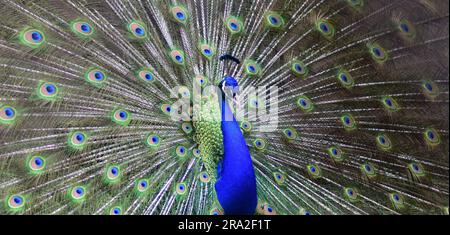 Peacock danzante in umore romantico. Peacock dance durante la stagione degli accoppiamenti. Bell'uccello che mostra le sue piume. Foto Stock