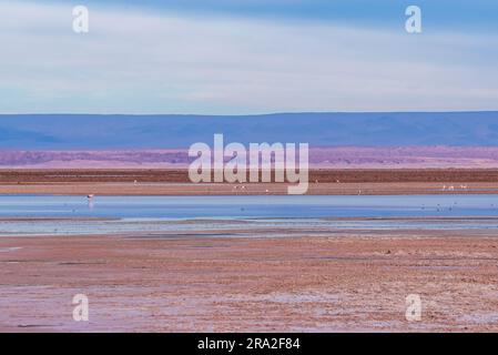 Fenicotteri nelle acque poco profonde della laguna di Chaxa nel deserto di Atacama Foto Stock