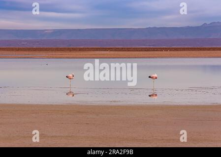 Due fenicotteri in piedi nella laguna di Chaxa nel deserto di Atacama Foto Stock