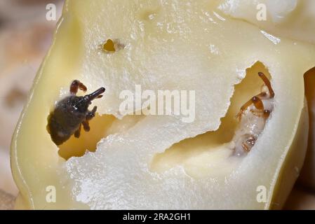 Granaio Weevil (Sitophilus granarius) anche grano / grano Weevil. Trovato un esemplare morto all'interno di un ceci imbevuto. lunghezza c4mm Foto Stock