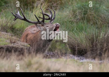 Cervo rosso soffiato durante la stagione di taglio dei cervi Foto Stock