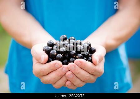 Un uomo tiene in mano un ribes nero maturo, primo piano Foto Stock