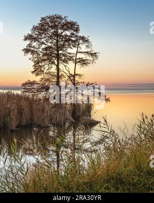 Una pittoresca scena di un albero solitario nel lago Mattamuskeet al tramonto Foto Stock