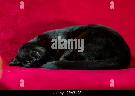 Un elegante gatto nero che si rilassa su un lussuoso divano di velluto rosso, sembra essere pronto a lasciarsi andare a dormire Foto Stock