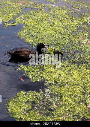 LONDRA, 30 giugno 2023 (Xinhua) -- Una coot si forgia in una sezione del Tamigi coperta da anatra galleggiante a Londra, in Gran Bretagna, 29 giugno 2023. (Xinhua/li Ying) Foto Stock