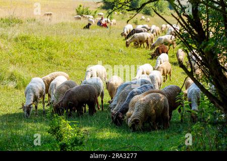 Allevamento di animali nel paesaggio di Viscri Foto Stock