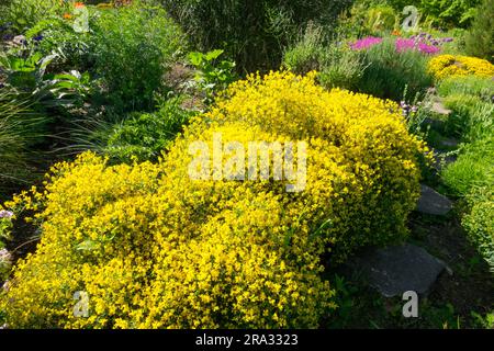 Giallo, Genista lydia, scopa da giardino Lydian, arbusto giallastro a basso prostrato Foto Stock