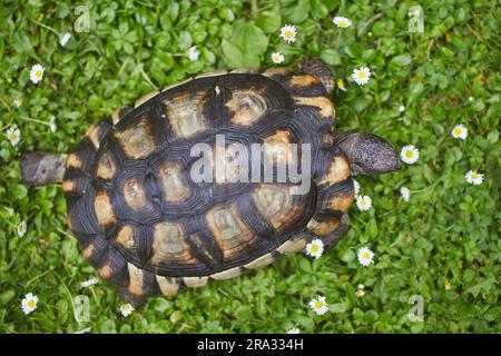 Tartaruga durante la lenta camminata nell'erba sul cortile posteriore (attenzione selettiva sulla testa). Vita domestica con animali domestici. Foto Stock