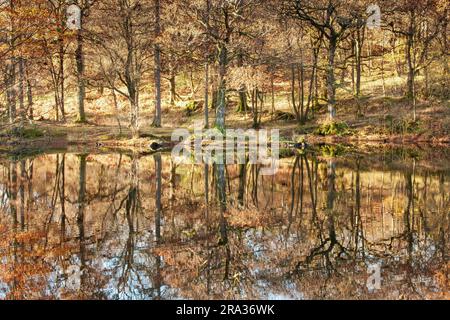 Gli alberi autunnali si riflettono in un lago fermo Foto Stock