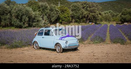 fiat 500 auto d'epoca esposta e decorata con viola in un campo di lavanda Foto Stock