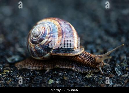 Va a passo di lumaca sul terreno Foto Stock