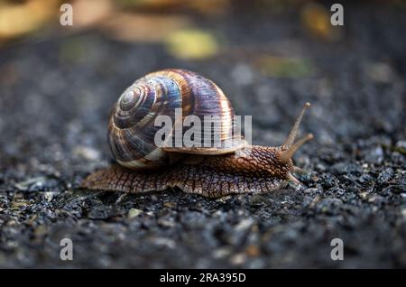 Va a passo di lumaca sul terreno Foto Stock