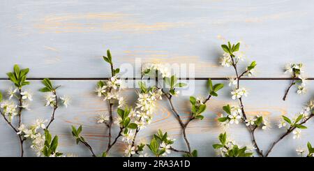 Fresco ramo di fiori di ciliegio bianco su un tavolo di legno blu con spazio per il testo. Vista dall'alto, disposizione piatta, spazio di copia Foto Stock