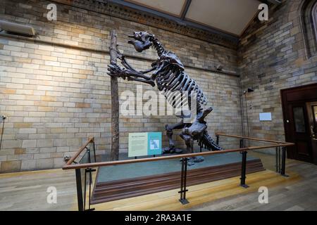 Museo di storia naturale di Londra, interno del museo. Un gigantesco scheletro di bradipo, è un mammifero estinto. Il museo ha ossa di dinosauri e molto altro. Foto Stock