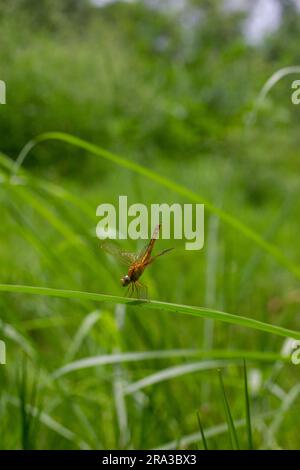 Foto macro di una libellula sull'erba Foto Stock