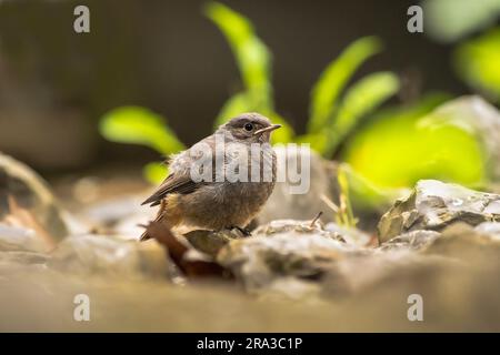 Un giovane redstart nero (Phoenicurus ochruros gibraltariensis), seduto a terra e in attesa del cibo. Foto Stock