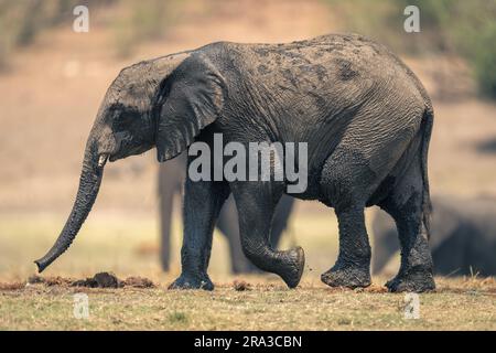 Piccolo elefante africano che cammina attraverso l'erba Foto Stock