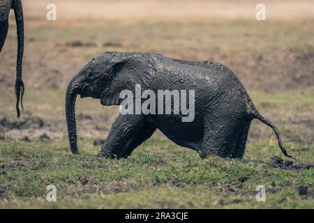 Il bambino di elefante africano si inginocchia coperte di fango Foto Stock