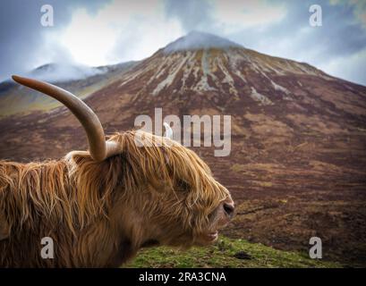 Isola di Skye, Scozia - primo piano di un bovino delle Highlands scozzesi (mucca pelosa) con le Highlands scozzesi sullo sfondo Foto Stock