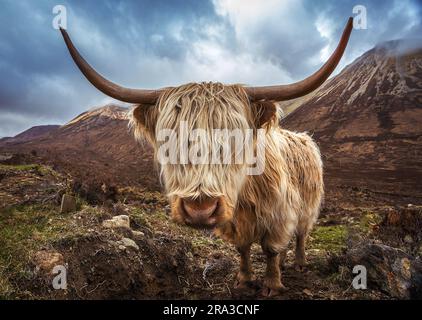 Isola di Skye, Scozia - ritratto ravvicinato di un bovino delle Highland sulle montagne Glamaig sull'Isola di Skye, Scozia, Regno Unito Foto Stock