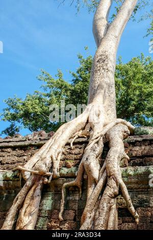 L'interazione tra natura e architettura è rappresentata da enormi radici di alberi tropicali che intrappolano antiche rovine cambogiane a Ta Prohm. Foto Stock