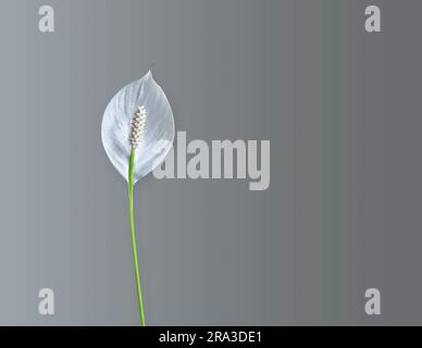 Spathiphyllum: Un fiore bianco profumato, chiamato anche un giglio di Pace e la felicità delle Donne`s. Isolato su sfondo grigio neutro. Spazio di copia. Pat. Di ritaglio Foto Stock