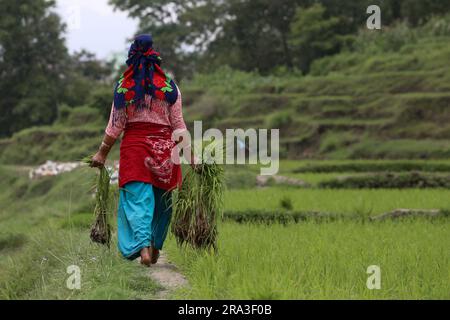 Kathmandu, Nepal. 30 giugno 2023. Il 30 giugno 2023, a Kathmandu, Nepal. La donna nepalese porta piantine di riso ai margini di una risaia prima della piantagione durante la giornata nazionale della Paddy, o Ashar Pandhra. In questo giorno, i nepalesi mangiano in modo speciale yogurt mescolando riso sbattuto, cantando canzoni tradizionali, bevendo birra di riso fatta in casa e giocando in acqua fangosa mentre piantano piantine di riso nei loro campi. (Abhishek Maharjan/Sipa USA) (foto di Abhishek Maharjan/Sipa USA) credito: SIPA USA/Alamy Live News Foto Stock