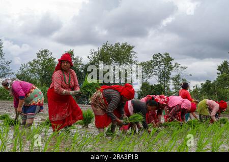 Kathmandu, Nepal. 30 giugno 2023. Il 30 giugno 2023, a Kathmandu, Nepal. Le donne nepalesi piantano piantine di riso in risaie durante la giornata nazionale della Paddy, o Ashar Pandhra. In questo giorno, i nepalesi mangiano in modo speciale yogurt mescolando riso battuto, cantando canzoni tradizionali, bevendo birra di riso fatta in casa e giocando in acqua fangosa mentre plantano piantine di riso nei loro campi.(Abhishek Maharjan/ Credit: SIPA USA/Alamy Live News Foto Stock