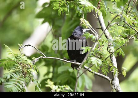 Rook (Corvus frugilegus) arroccato in un albero alberato al sole, Head Turned Towards Top Right of Image, preso sull'Isola di Man, Regno Unito in estate Foto Stock