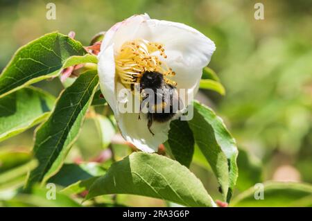 Foraging Bumble Bee (Bombus sp.) Foto Stock