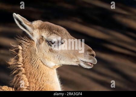Primo piano ritratto di Guanaco (lama guanicoe), camelide nativo del Sud America. Foto Stock