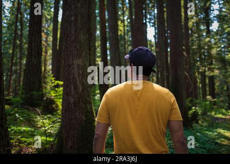 Giovane che cammina e si gode la vista della foresta pluviale nella Columbia Britannica. Vista posteriore dell'uomo in piedi che guarda la luce del sole che splende tra gli alberi. Uomo dentro Foto Stock