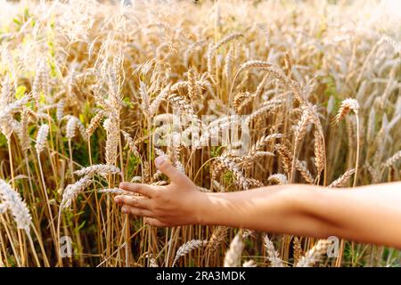 La mano di un bambino corre sopra orecchie di grano nel campo. Un ragazzo tocca i cereali che crescono in un campo agricolo Foto Stock