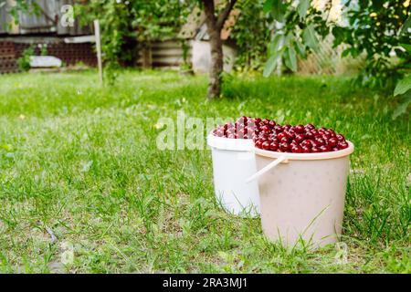Secchi di ciliegie appena raccolte in un giardino rurale Foto Stock